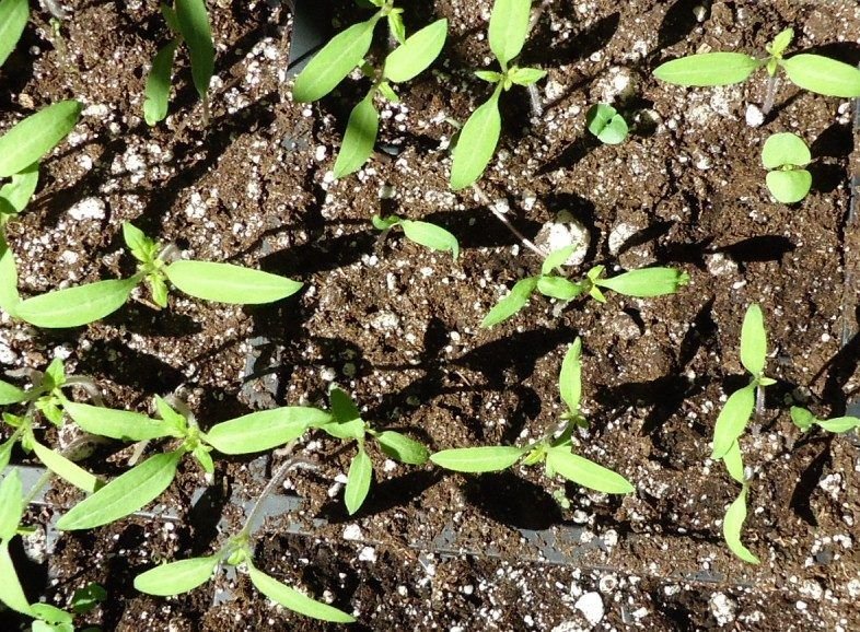 Jeunes pousses vertes dans leur terreau, premier jardin.